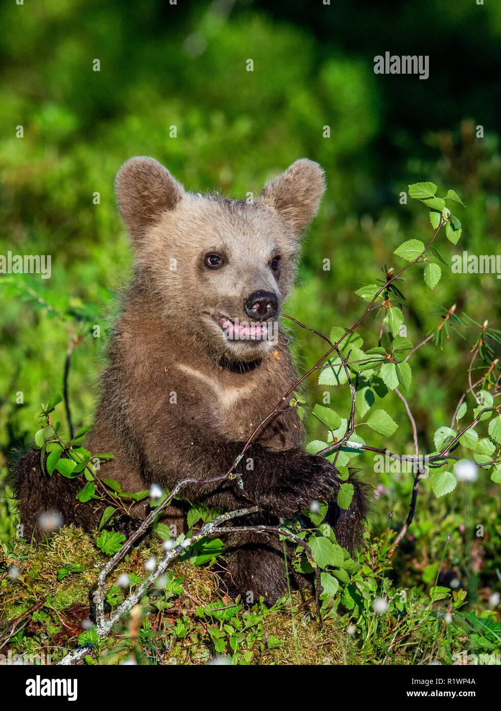Brown bear Cub im Sommer Wald. Wissenschaftlicher Name: Ursus arctos. Natürlichen grünen Hintergrund. Natürlicher Lebensraum. Stockfoto