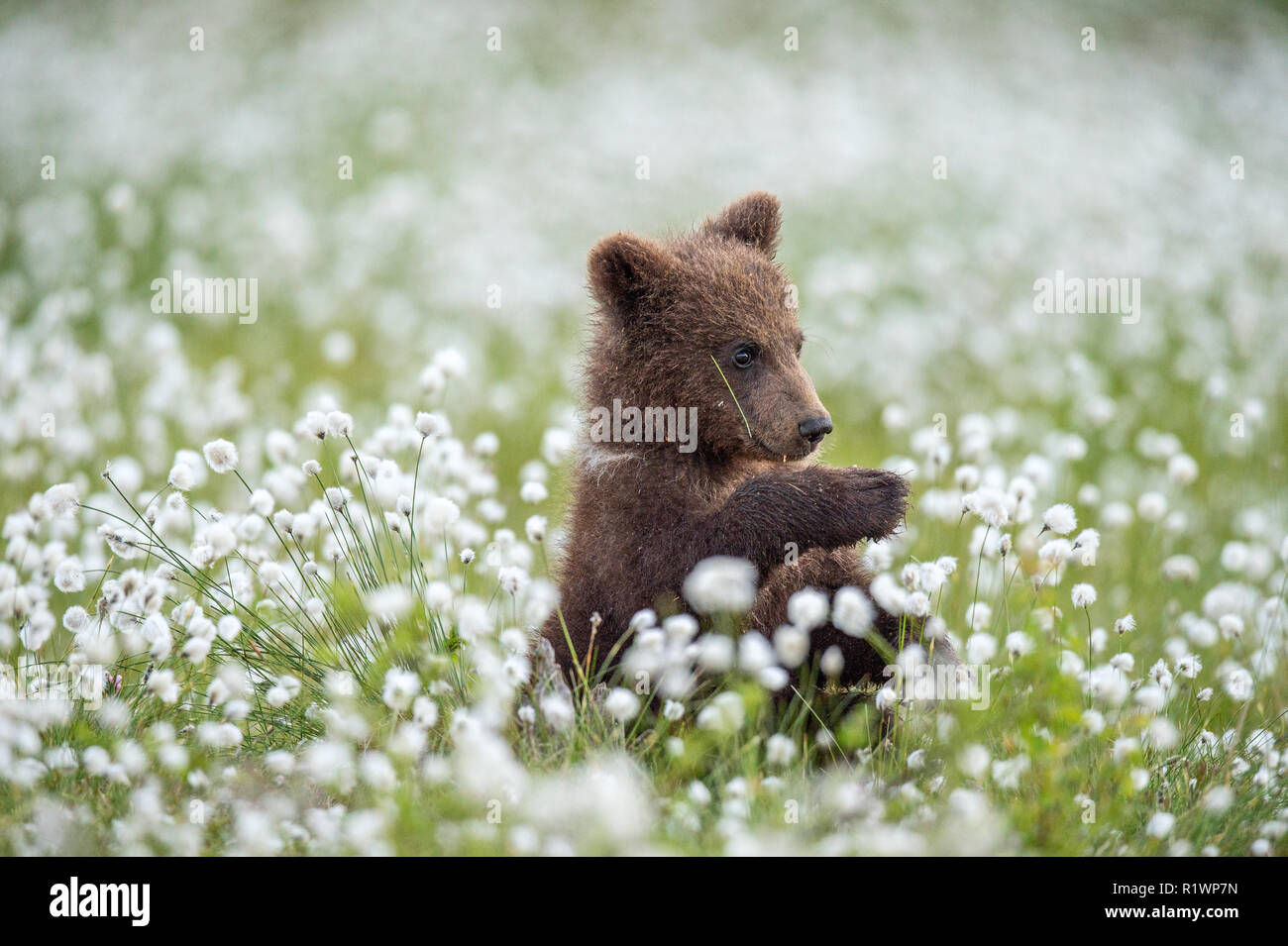 Brown bear Cub im Sommer Wald unter weißen Blumen. Stockfoto