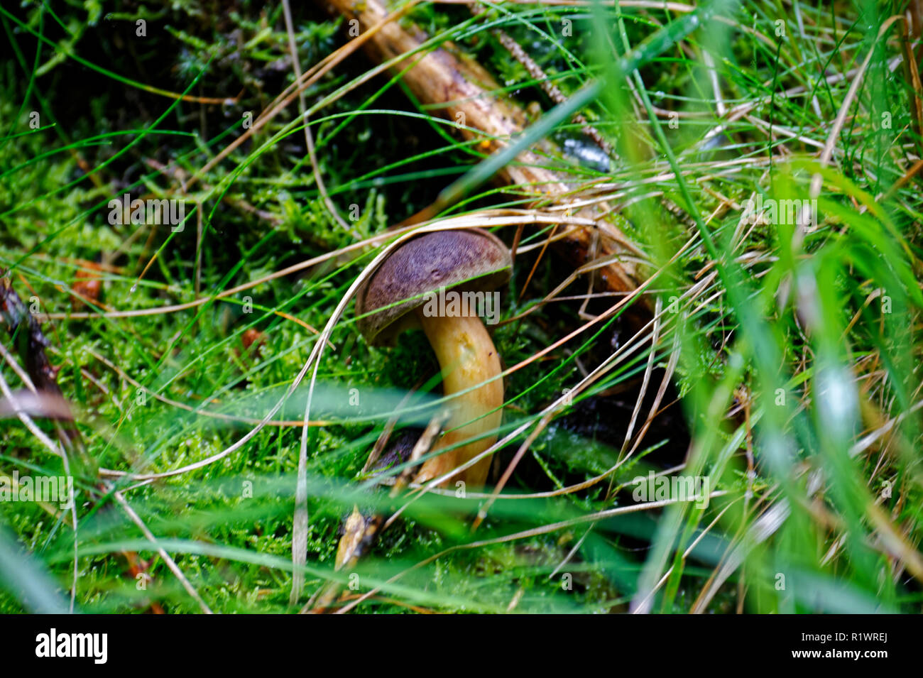 Junge Alleinstehende Steinpilze Pilz im Rasen Stockfoto