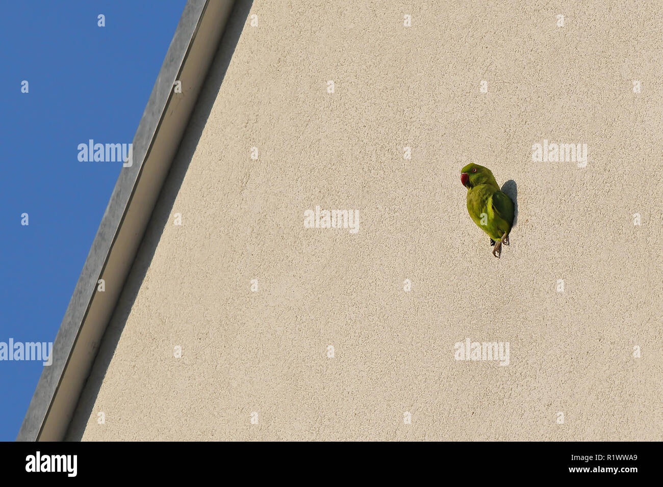 Rose-ringed Parakeet (Psittacula krameri) Suchen Sie aus dem Nest Loch in Haus vorne, Heidelberg, Baden-Württemberg, Deutschland Stockfoto