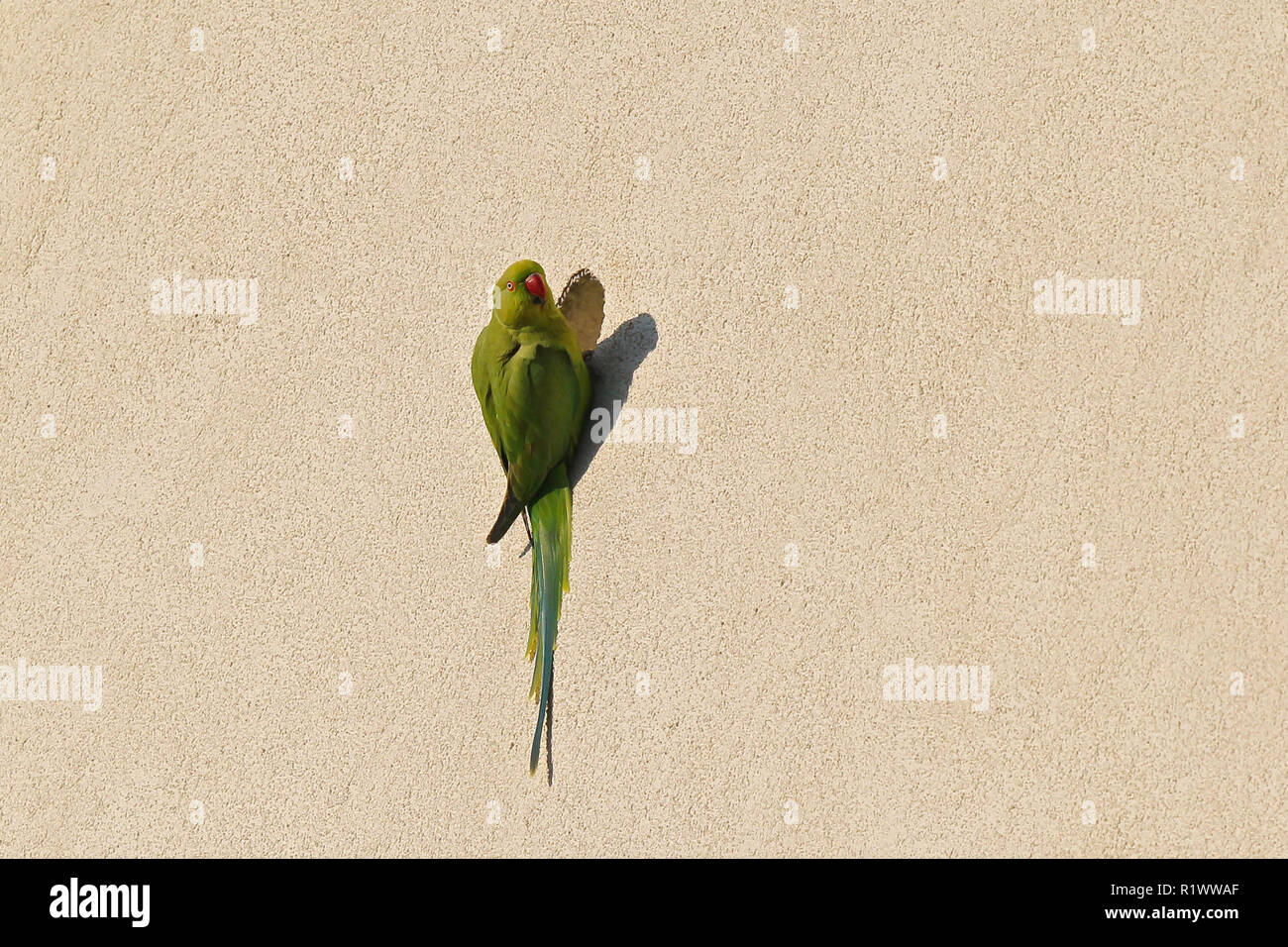 Rose-ringed Parakeet (Psittacula krameri) sitzen vor dem Nest Loch in Haus vorne, Heidelberg, Baden-Württemberg, Deutschland Stockfoto