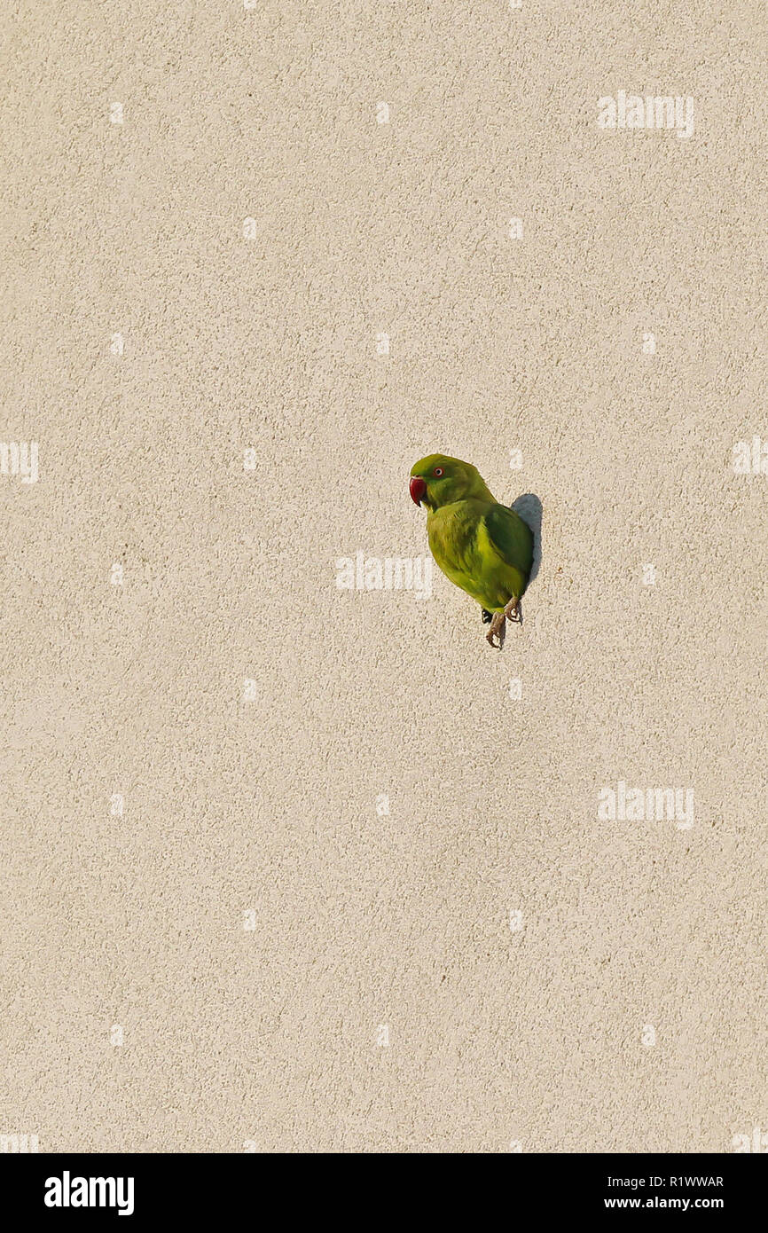 Rose-ringed Parakeet (Psittacula krameri) Suchen Sie aus dem Nest Loch in Haus vorne, Heidelberg, Baden-Württemberg, Deutschland Stockfoto