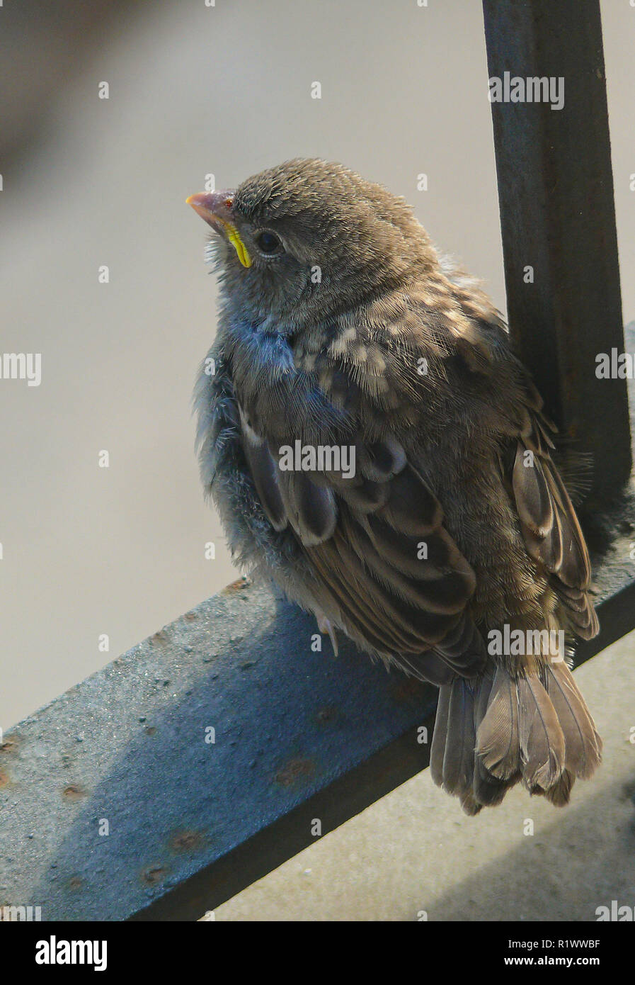 Haussperling (Passer domesticus), frisch flügge gewordenen jungen Vogel auf dem Balkon Schiene, Spanien Stockfoto
