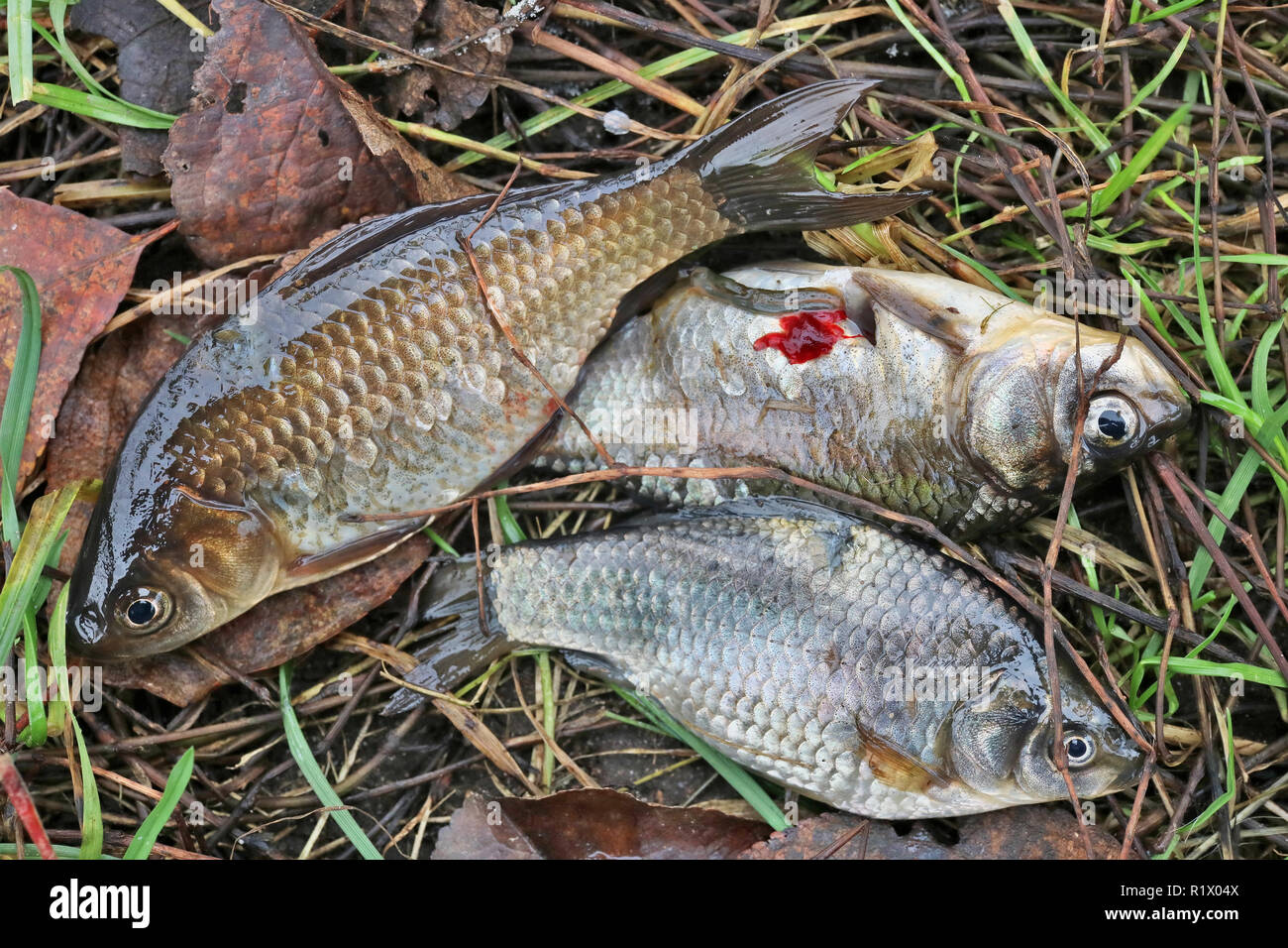 Drei kleine Karausche Fische sterben auf dem Gras in der Nähe des Sees. Outdor makro Konzept geschossen. Weiche Kunst konzentrieren Stockfoto