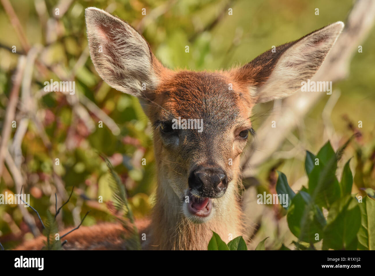 Schwarz-tailed deer fawn Stockfoto