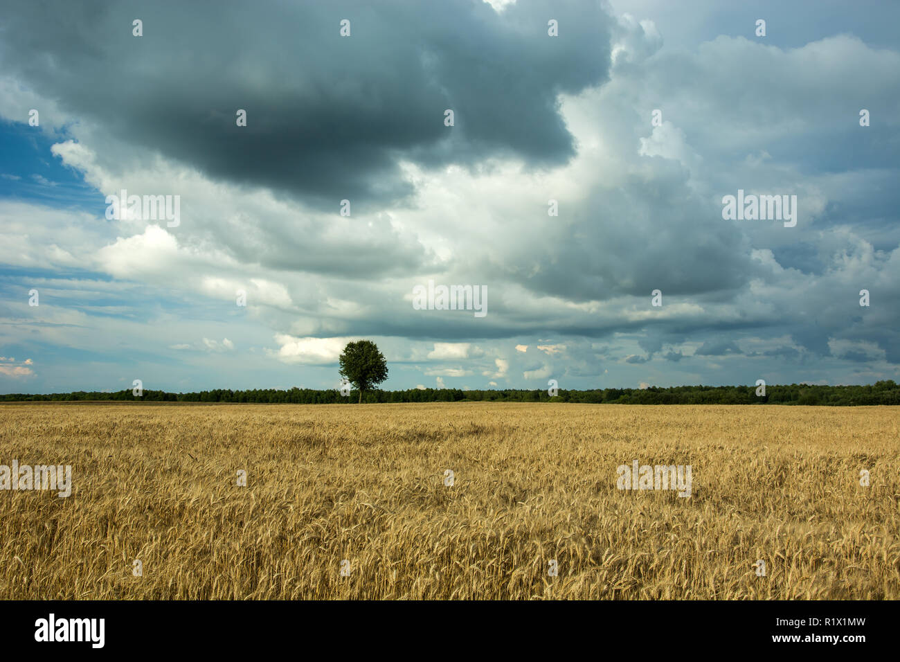 Einzelnen Laubbaum in einem Feld, Horizon und graue Wolken im Himmel Stockfoto