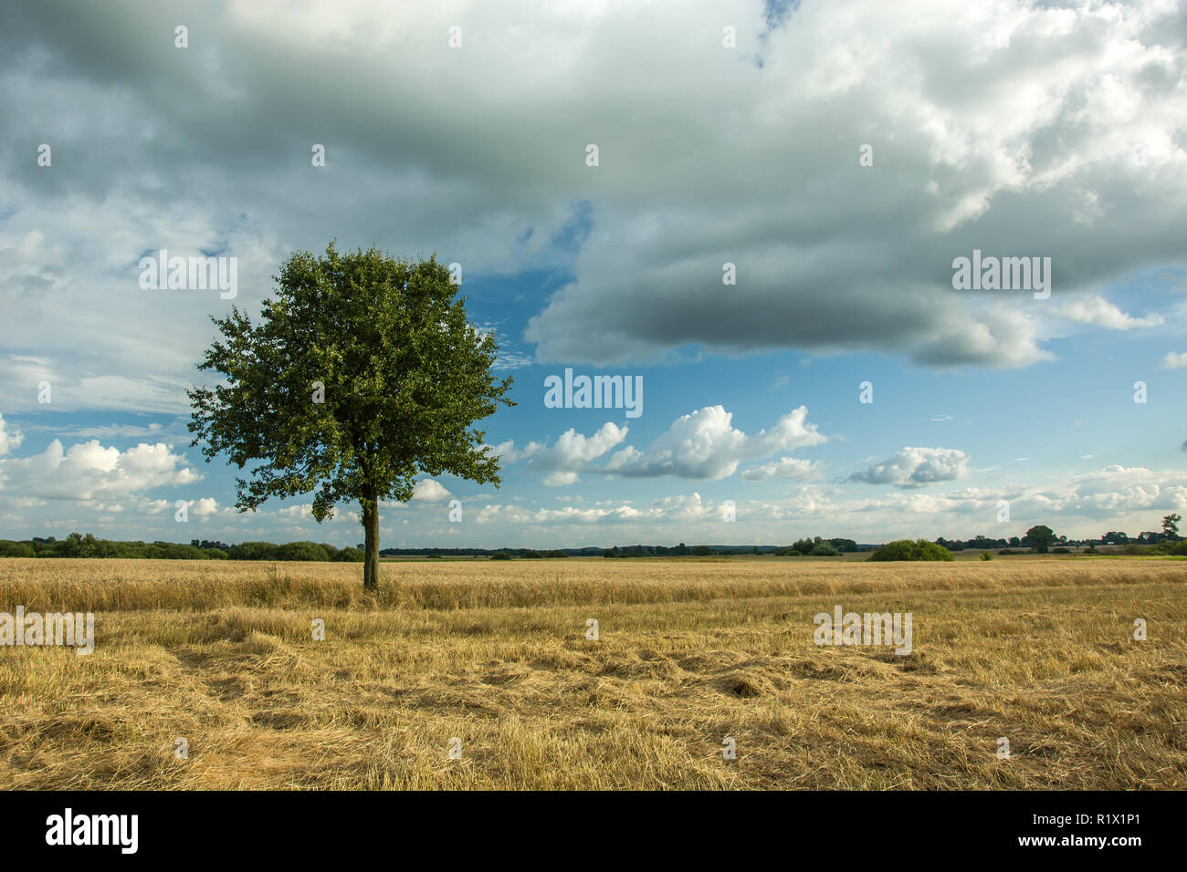 Einzelnen Laubbaum in einem Feld, Horizont und Wolken im Himmel Stockfoto