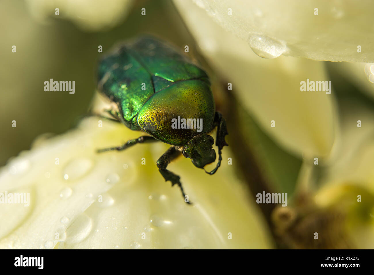 Grüne Käfer auf die Blume Stockfoto