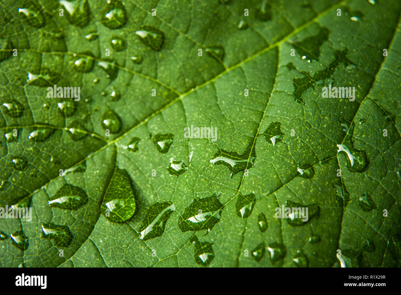 Wassertropfen auf einem grünen Blatt: Detailansicht Stockfoto