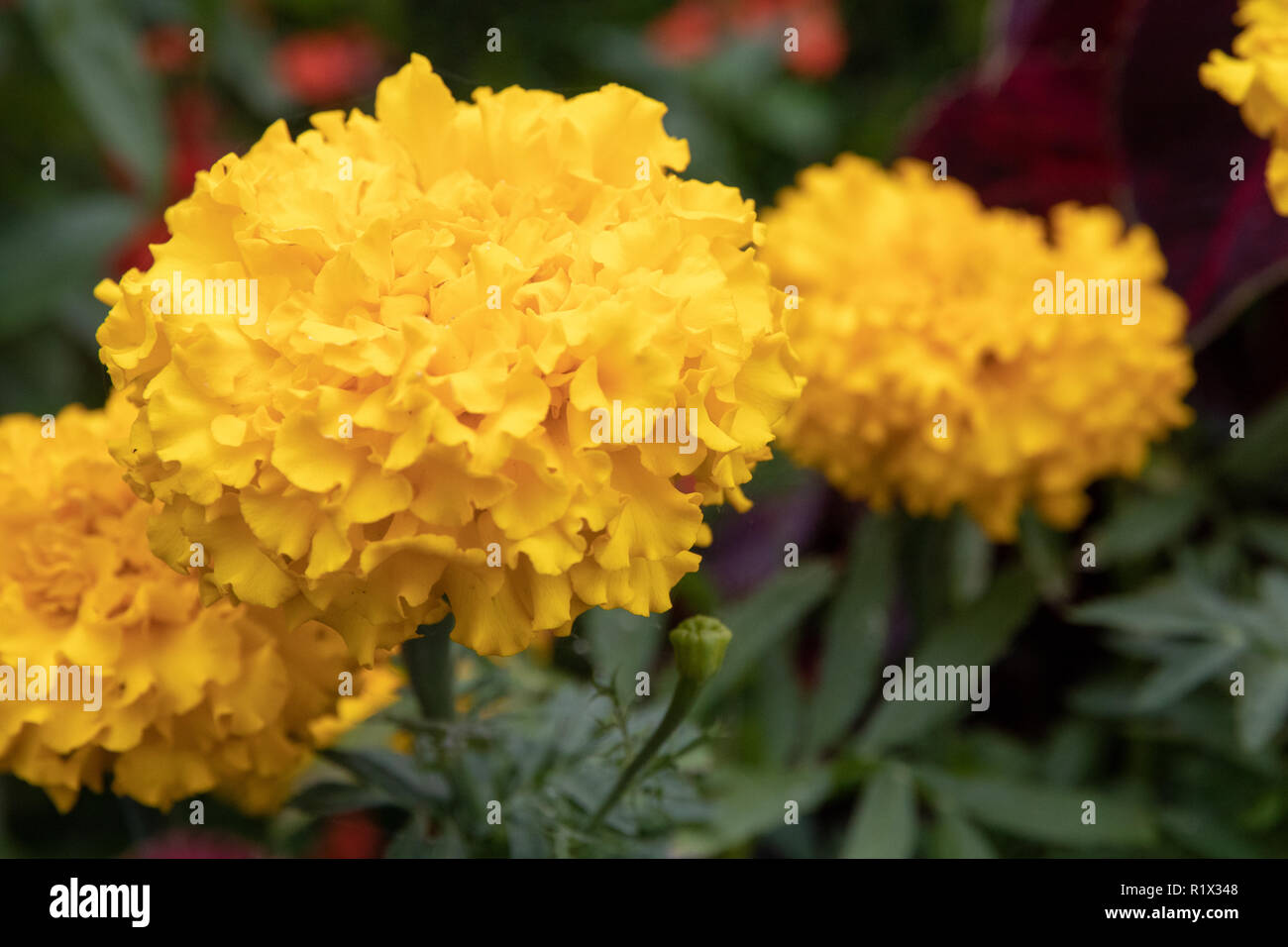 Gelbe Blumen in den Garten mit unscharf Elemente Stockfoto