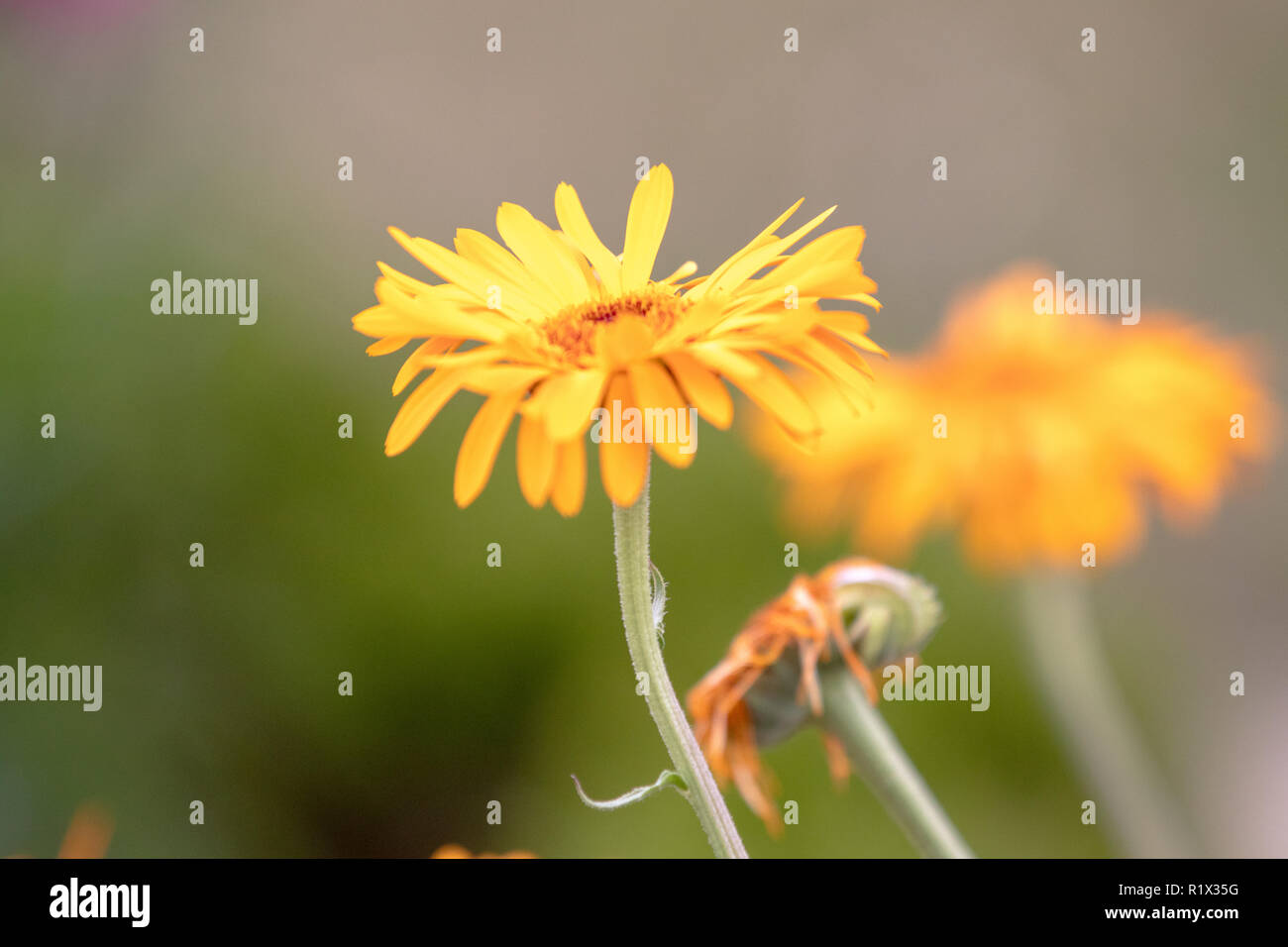 Gelbe Blumen in den Garten mit unscharf Elemente Stockfoto