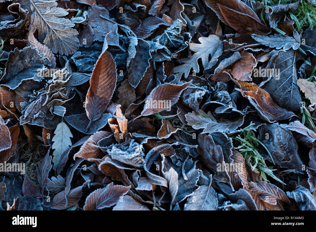 Blätter im Herbst an einem frostigen Morgen Stockfoto