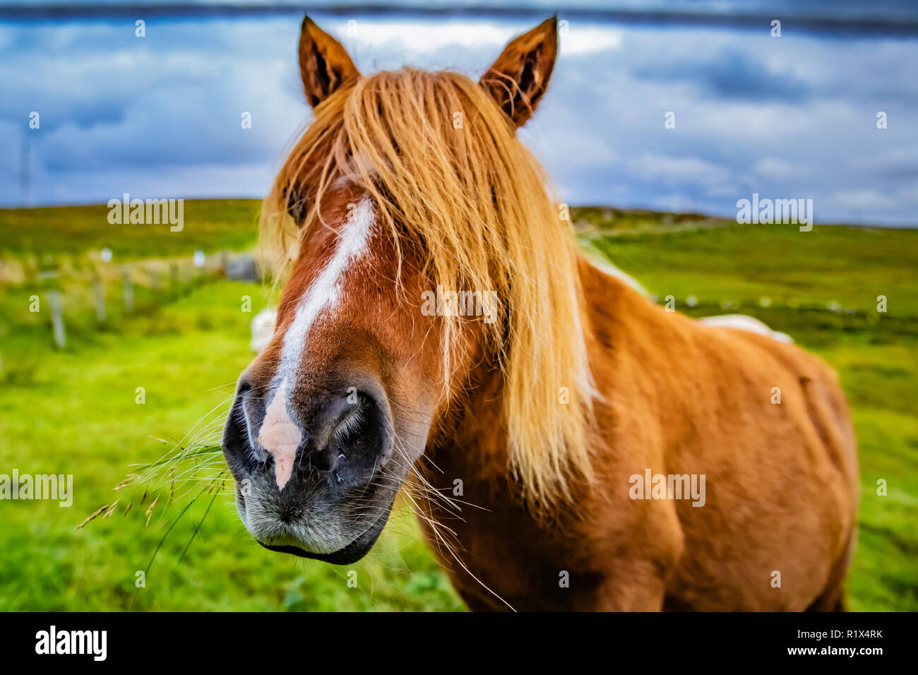 Shetland pony auf Schottland, Shetland Inseln, Großbritannien Stockfoto