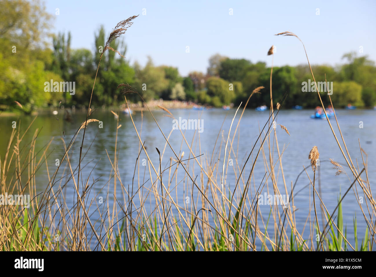 Der See zum Bootfahren im Regents Park im Frühling in London, Großbritannien Stockfoto