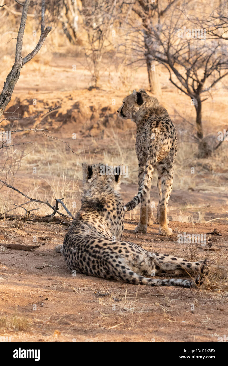 Gepard Acinonyx jubatus, zwei Geparden jagen, Africat Foundation, Okonjima Nature Reserve, Namibia Afrika Stockfoto