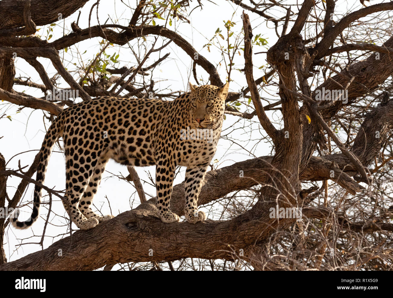 Leopard Panthera Pardus - erwachsenen männlichen Leopard auf einen Baum, Okonjima, Namibia Afrika Stockfoto