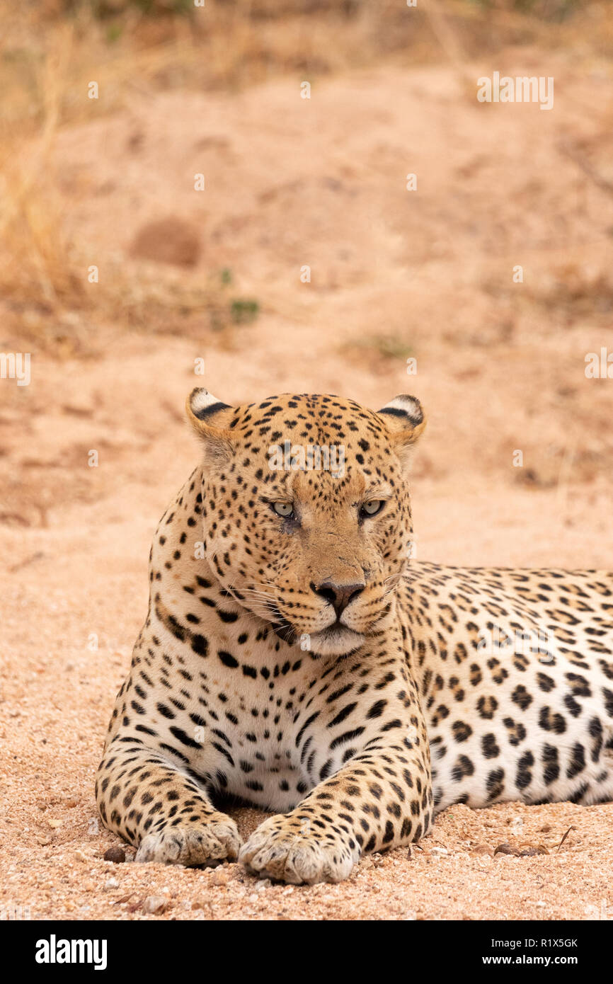 Leopard Panthera Pardus, ein erwachsener Mann sitzen ausruhen, Namibia Afrika Stockfoto