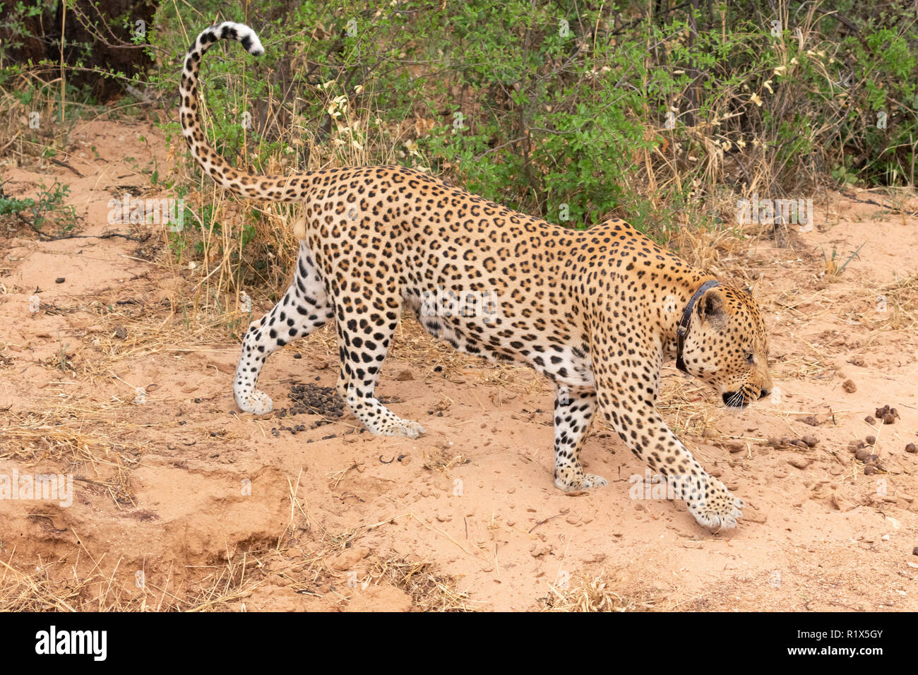 Afrika Wildlife Conservation - Leopard (Panthera Pardus), eine collared Leopard die verfolgt werden kann; Africat Foundation, Okonjima, Namibia Afrika Stockfoto