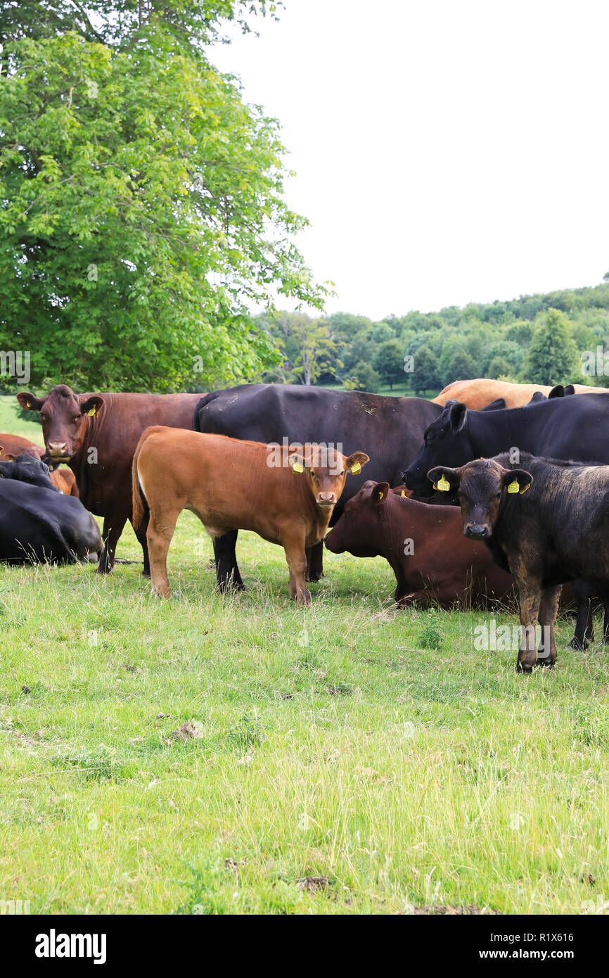 Sussex Rinder, eine alte, rote Rasse der Rinder-, Beweidung in die Landschaft von Kent, in Großbritannien Stockfoto