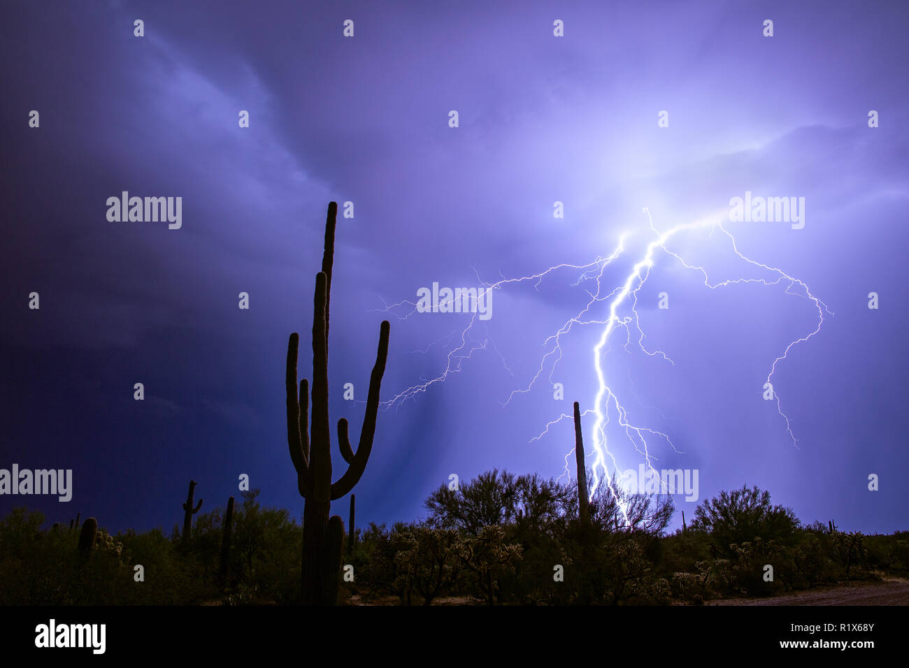 Wüstengewitter mit Blitzschlag hinter einem Saguaro Kaktus in Tucson, Arizona Stockfoto