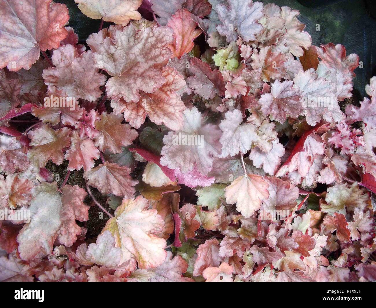 Heuchera Pfirsich Flambe übersicht Nahaufnahme von Pfirsich und Rosa infundiert farbige Blätter. Verwendung als Bodendecker oder in krautigen gemischt. oder Strauch Grenzen Stockfoto