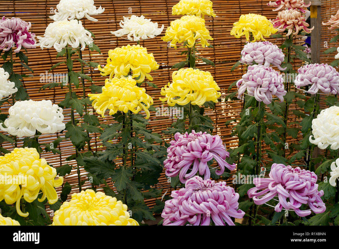 Schöne Blumen der Chrysanthemen im Garten Stockfoto