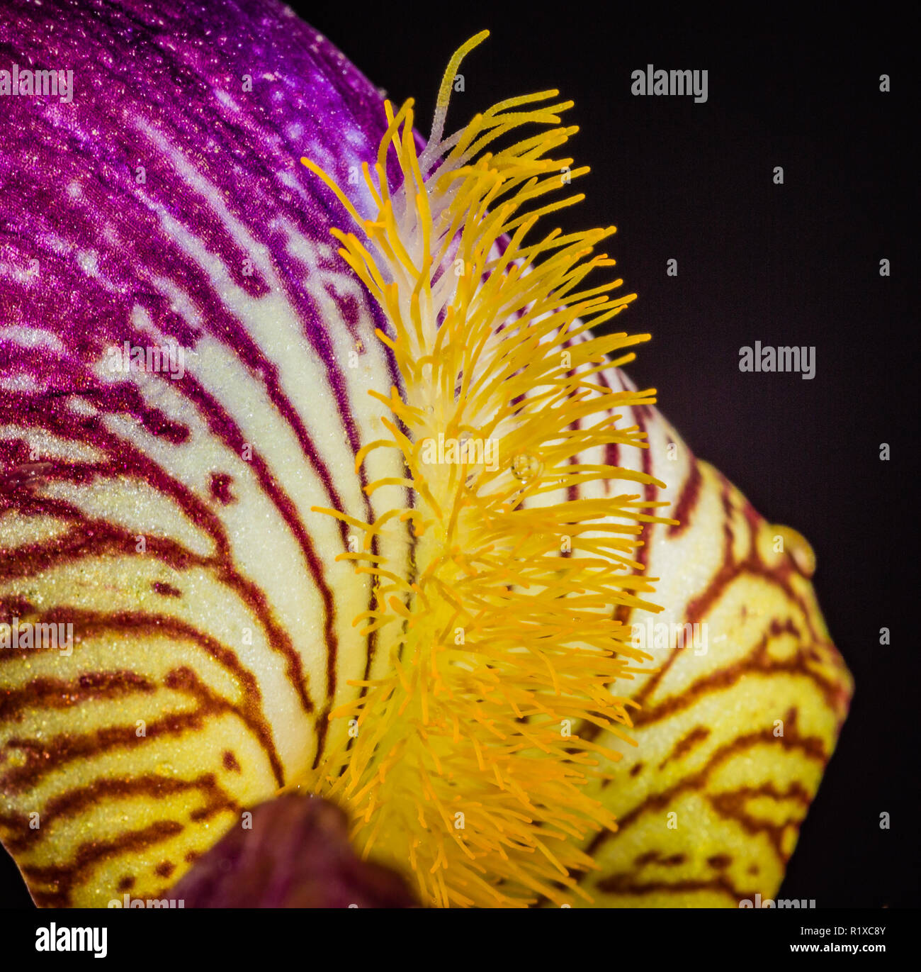 Detail der colorul Iris Center des Blütenblattes Stockfoto