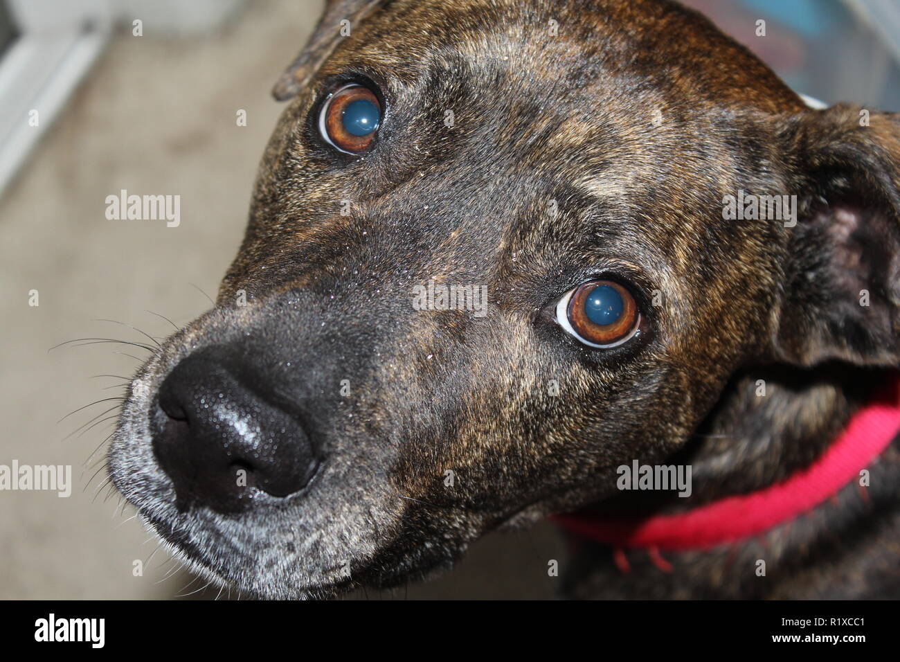 Ein Hund sieht in die Kamera mit großen runden Augen Stockfoto