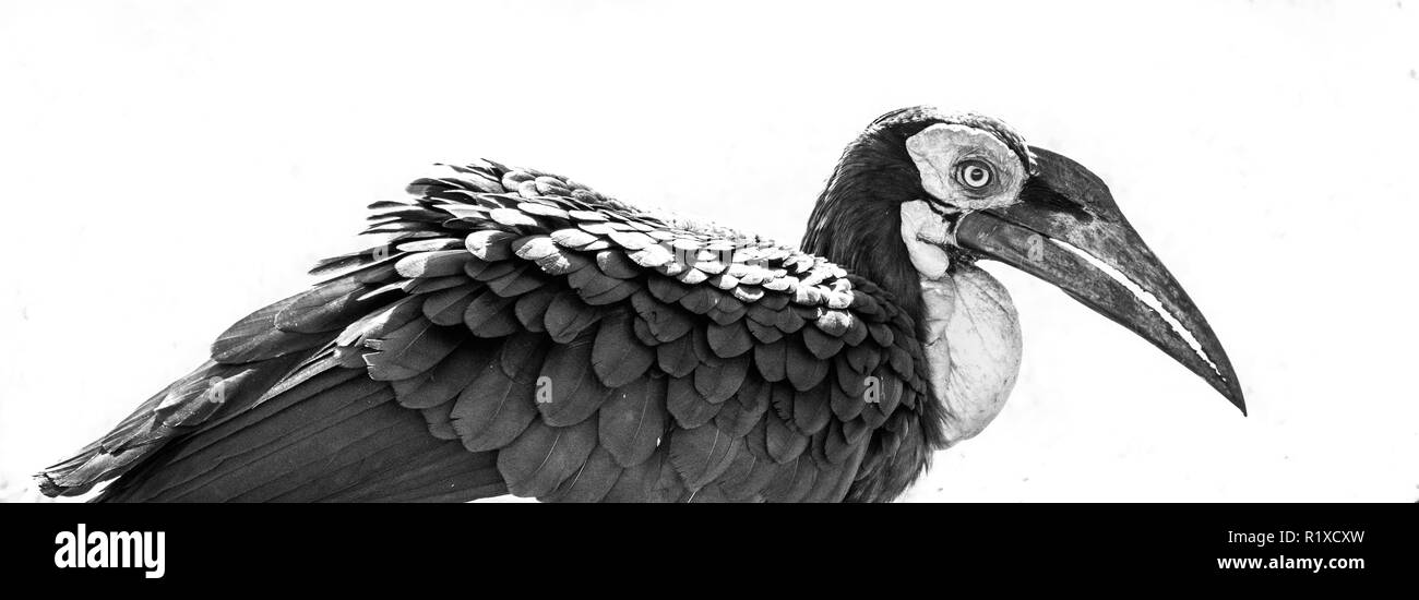 Südliche Hornrabe Vogel aus Südafrika in Schwarz und Weiß. Stockfoto