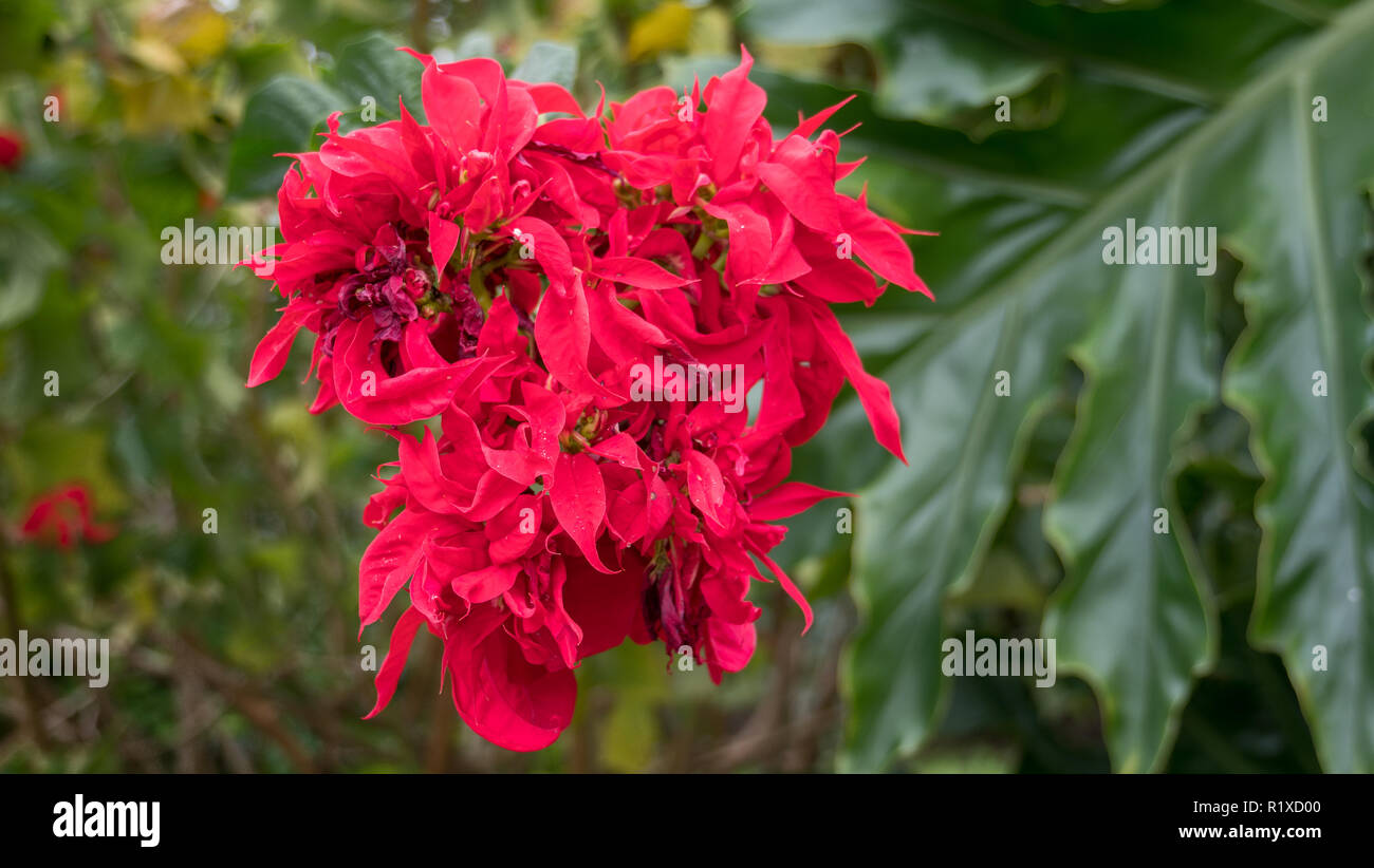 Südafrikanische Weihnachtsstern Anlage und rote Blumen blühen im Garten Stockfoto