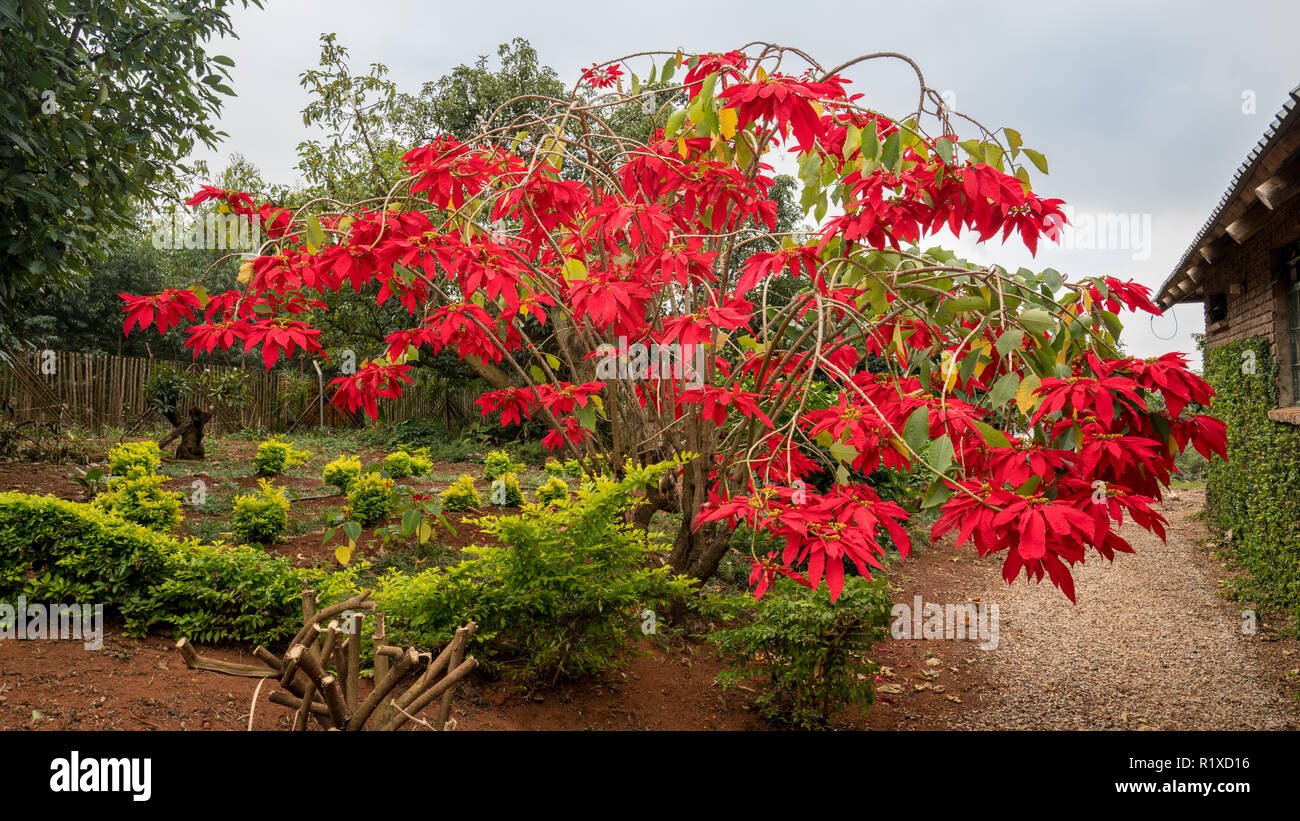 Sdafrikanische Weihnachtsstern Anlage und rote Blumen blhen im Garten  Stockfotografie - Alamy