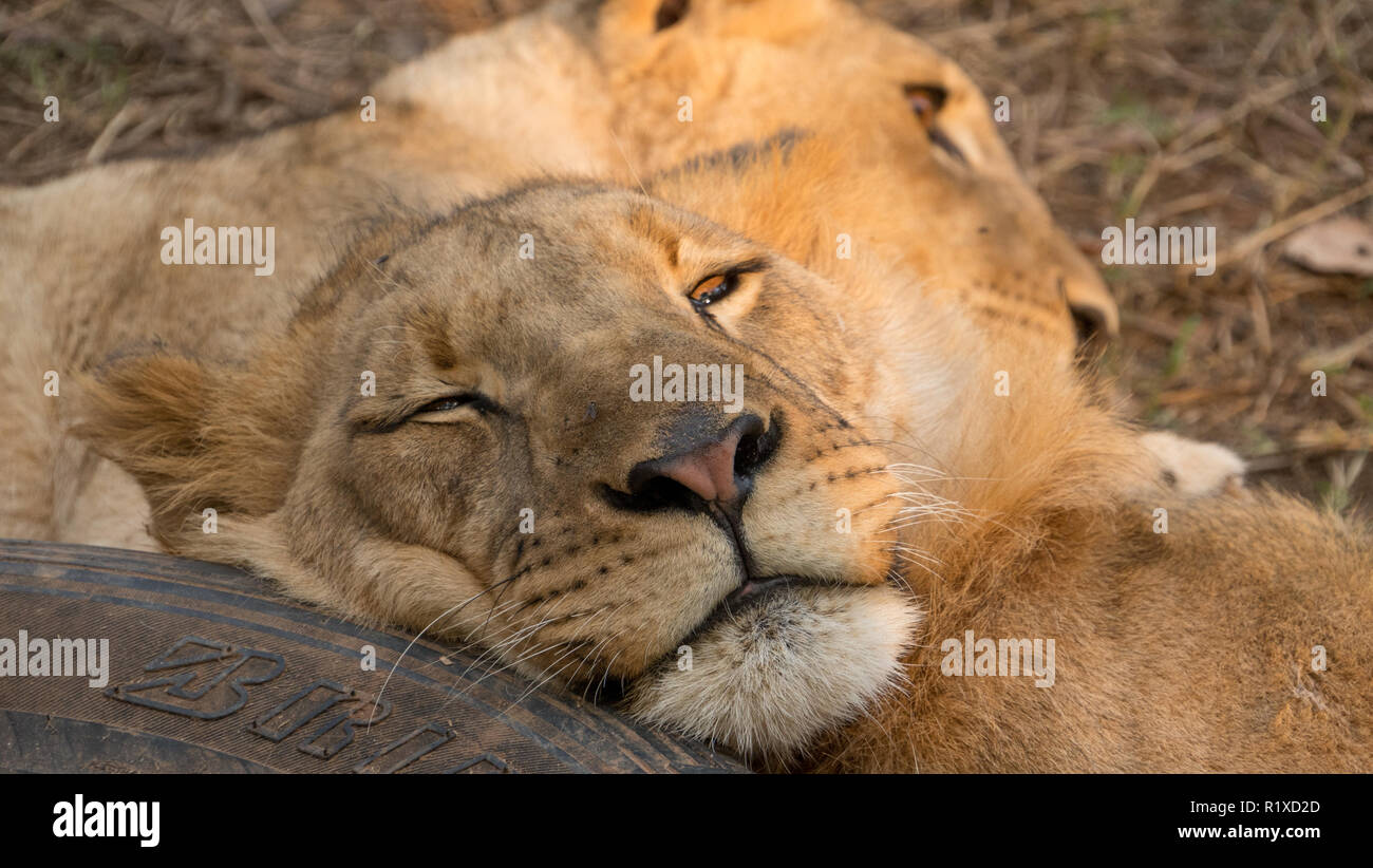 Zwei adolesent Löwen spielen in einem privaten Zoo in Afrika. Stockfoto