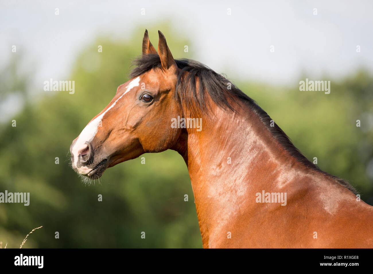 Holländischen Warmblut. Portrait von Bay gelding auf einer Wiese. Deutschland Stockfoto