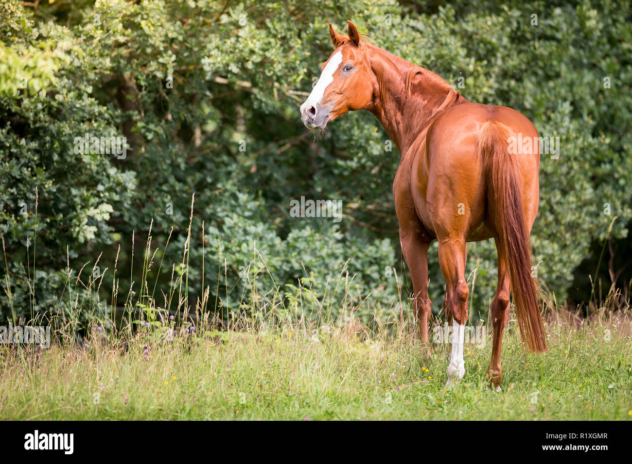 Bayerisches Warmblut. Fuchswallach stehen auf einer Wiese, von hinten gesehen. Deutschland Stockfoto