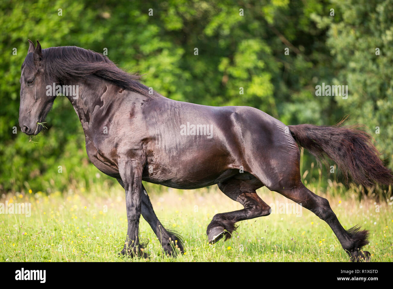 Friesische Pferd. Mare Wechsel von Trab, Galopp. Deutschland Stockfoto