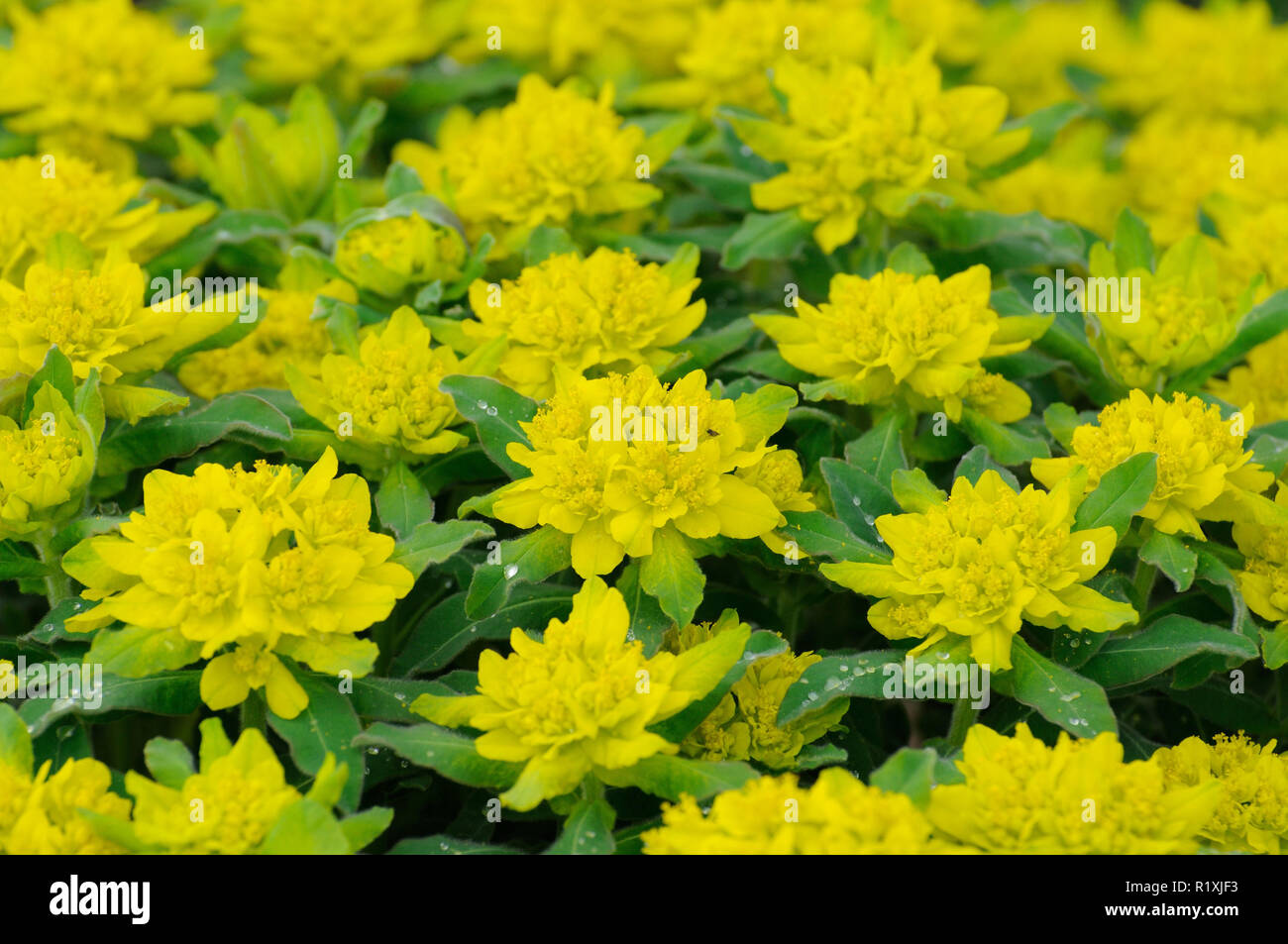 Gelb-grüne frische Blumen in Fulda in Hessen, Deutschland Stockfotografie -  Alamy