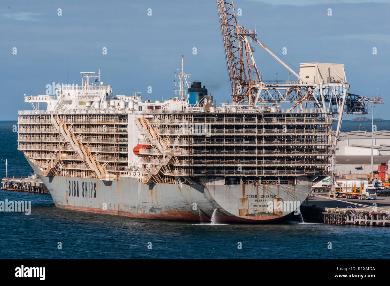 Fremantle, Australien - 25 November. 2009: Massive hoch Siba Schiff namens Ozean 57309 Lasten bis lebende Schafe zu muslimischen Ländern zu transportieren angedockt an Stockfoto