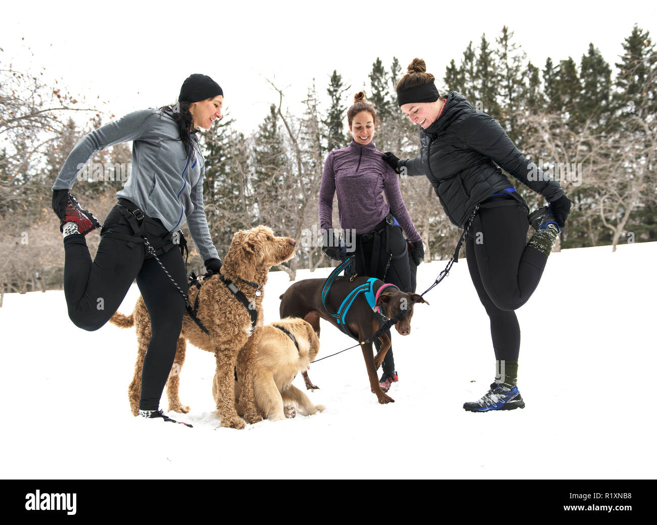 Eine Canicross Gruppe von Frau Schlittenhunde im Winter Stockfoto