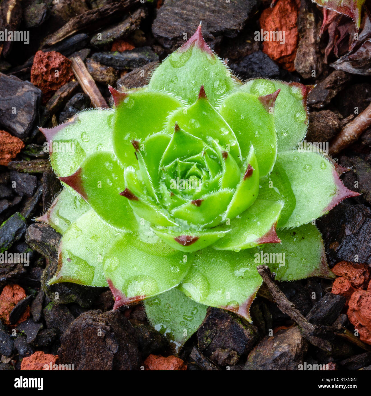 Sempervivum tectorum Royanum, grün und rot Hauswurz sukkulente Pflanze Rosette mit Regentropfen closeup Winterhartes Stockfoto