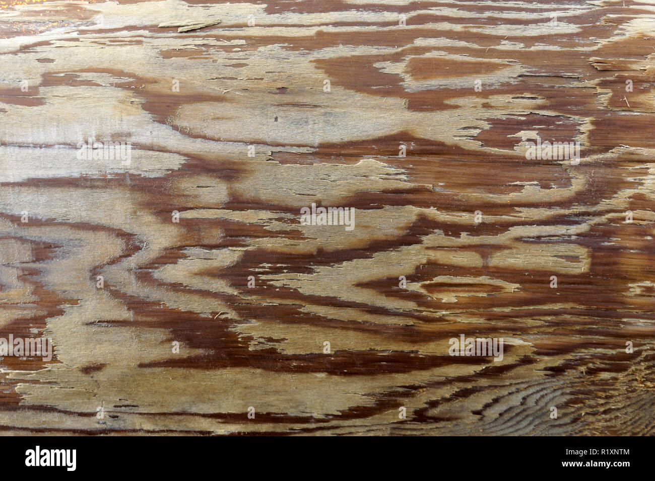 Nahaufnahme der Holzmaserung Designs in einem hölzernen Gebrauchspfosten Stockfoto