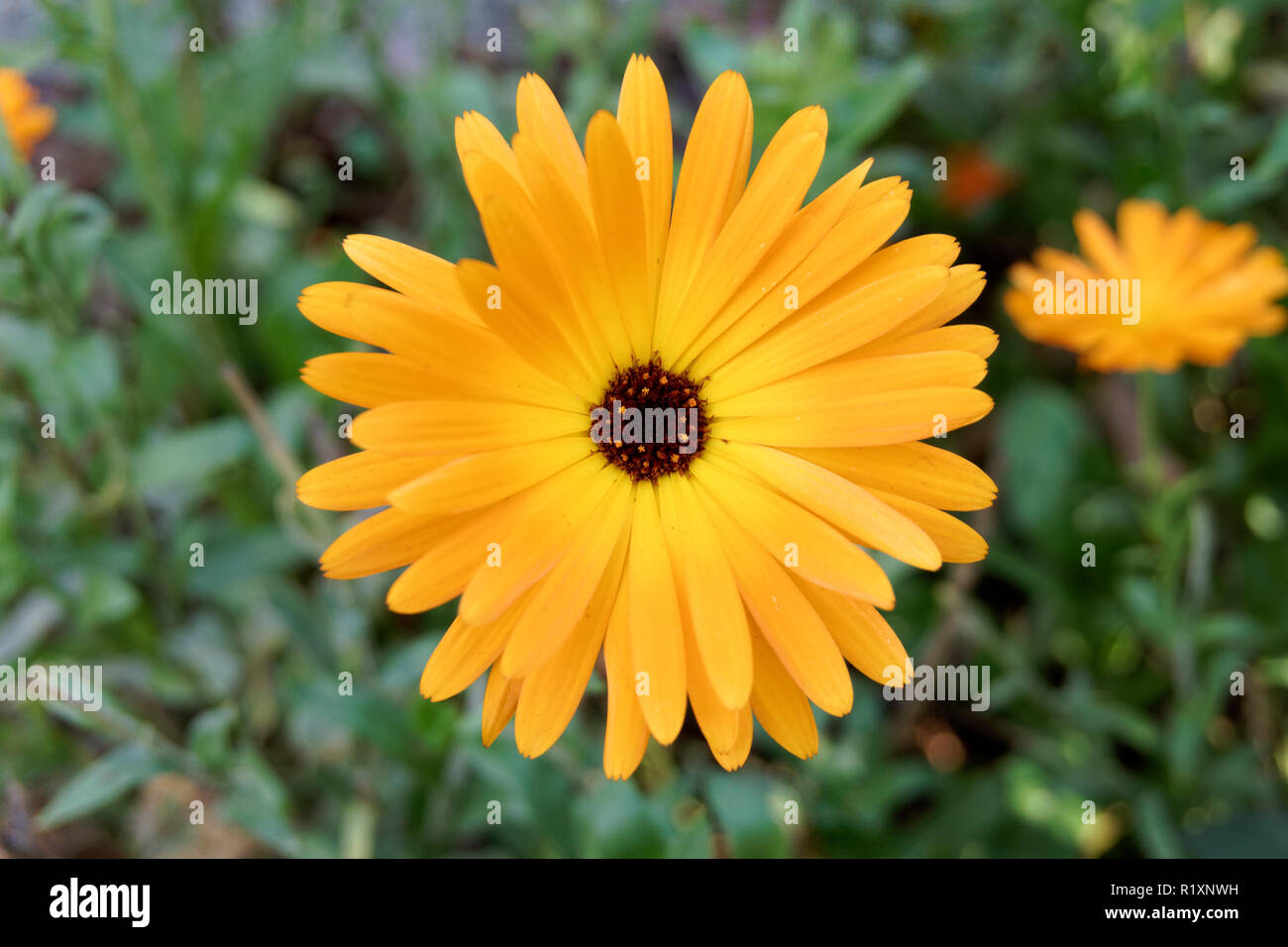 In der Nähe von hellen gelben Calendula Blume blüht im Herbst, Vancouver, BC, Kanada Stockfoto