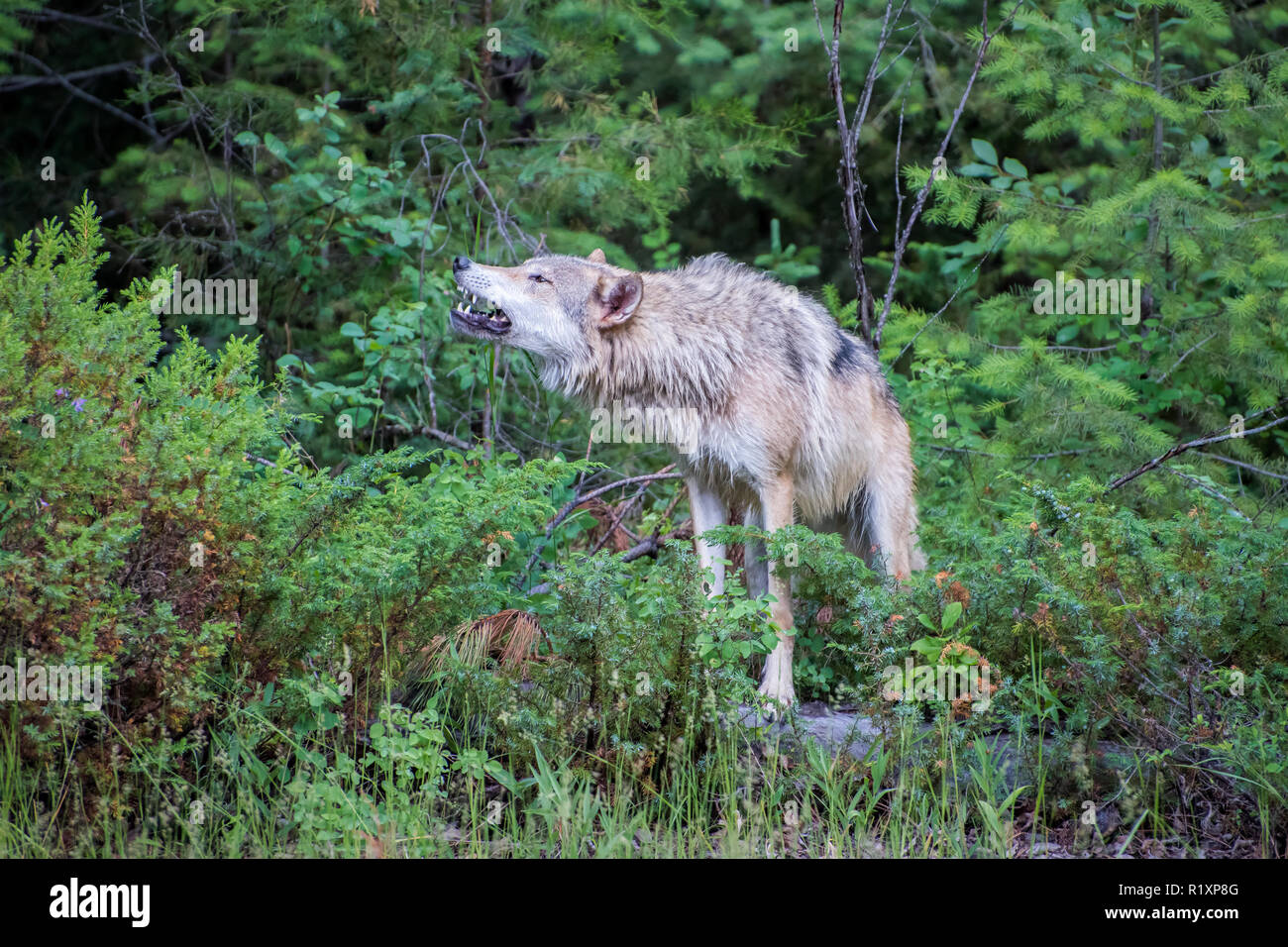 Tundra Wolf heult am Rande des Waldes Stockfoto