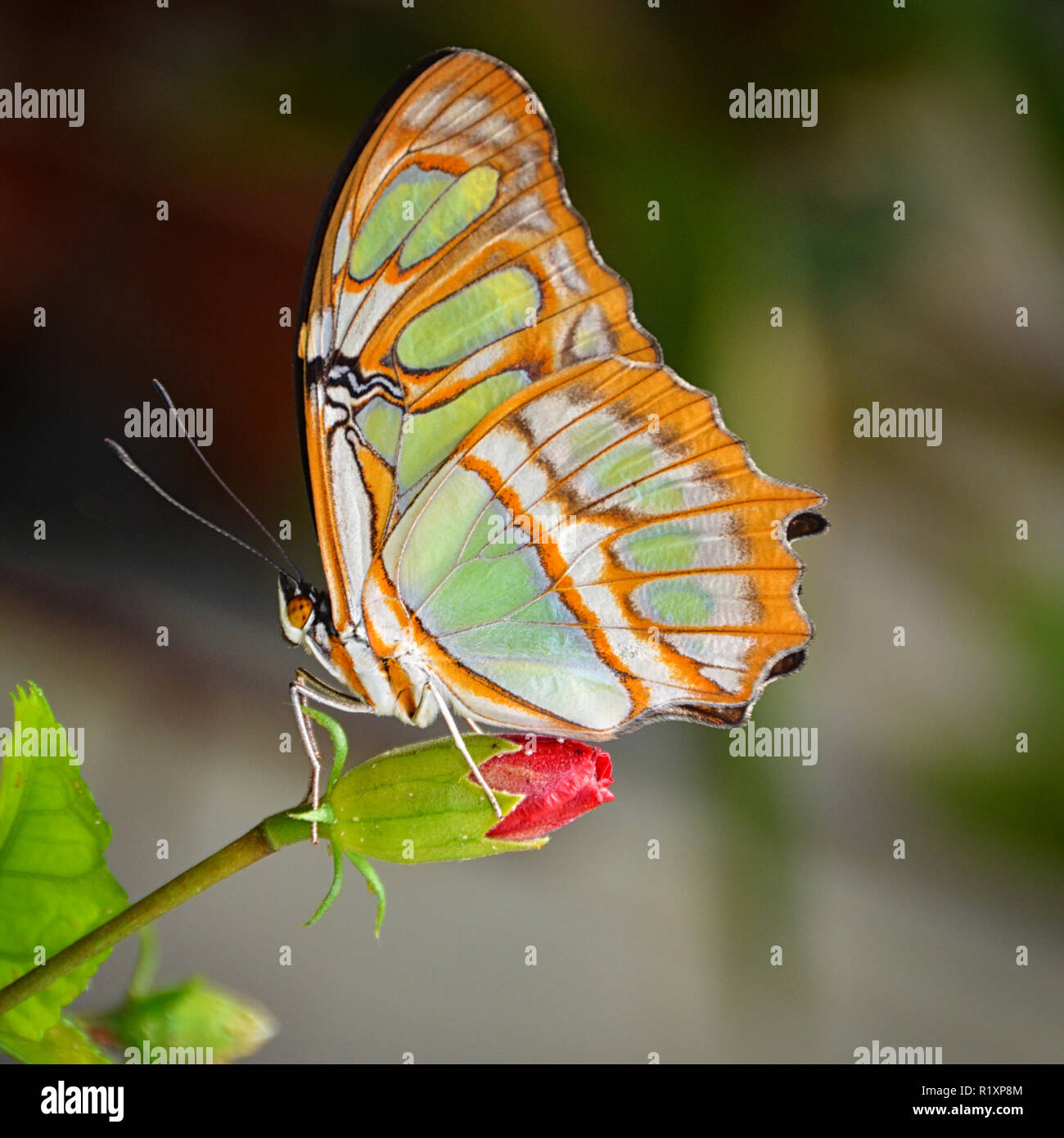 Malachit Schmetterling thront auf einem knospenden Blume Stockfoto