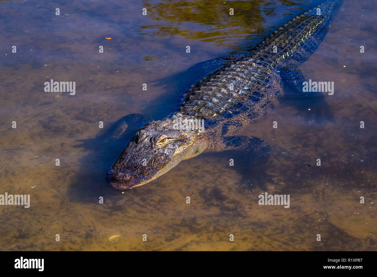 Ein großes amerikanisches Krokodil in Orlando, Florida Stockfoto