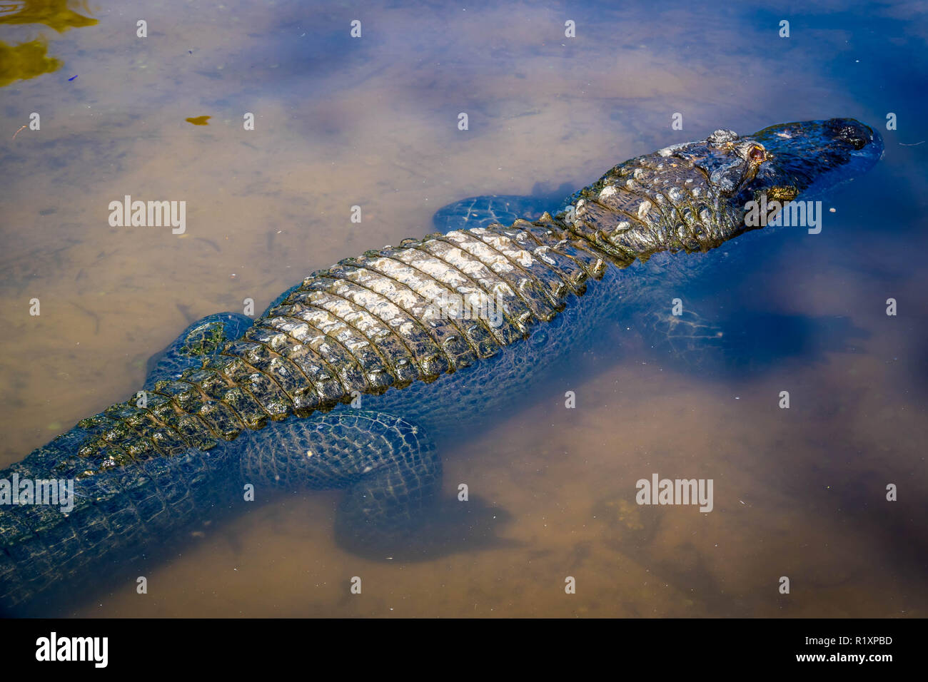 Ein großes amerikanisches Krokodil in Orlando, Florida Stockfoto