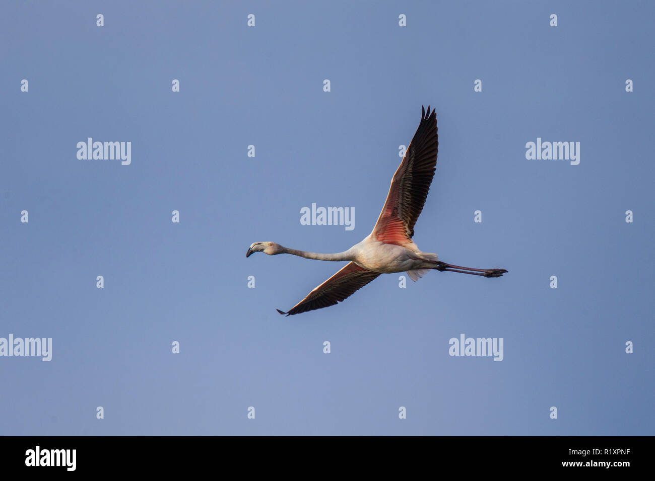 Mehr Flamingo Phoenicopterus roseus Strandfontein Feuchtgebiete, Kapstadt, Südafrika, 4. September 2018 Erwachsenen im Flug. Phoenicopteridae Stockfoto