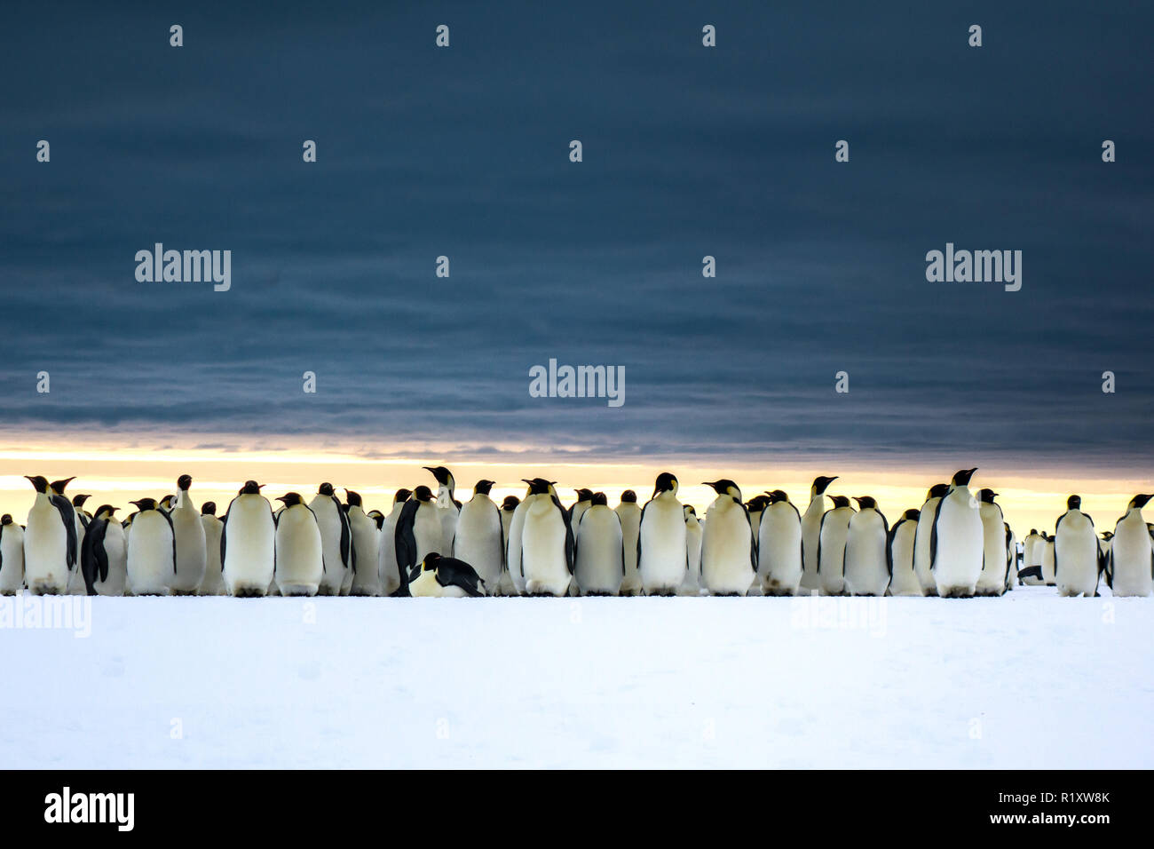 Kaiser Pinguin Kolonie gegen eine Moody sky Stockfoto