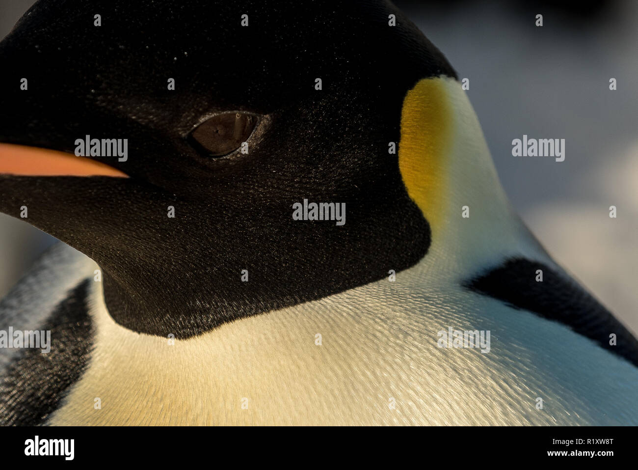 Nahaufnahme auf Kaiser Pinguin Stockfoto