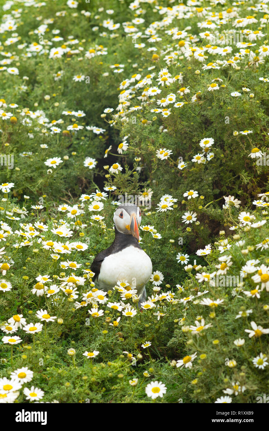 Papageitaucher - pelagische Seabird, Fratercula, auf Flächen, die in der Zucht auf der Insel Skomer, National Nature Reserve, South West Wales Stockfoto