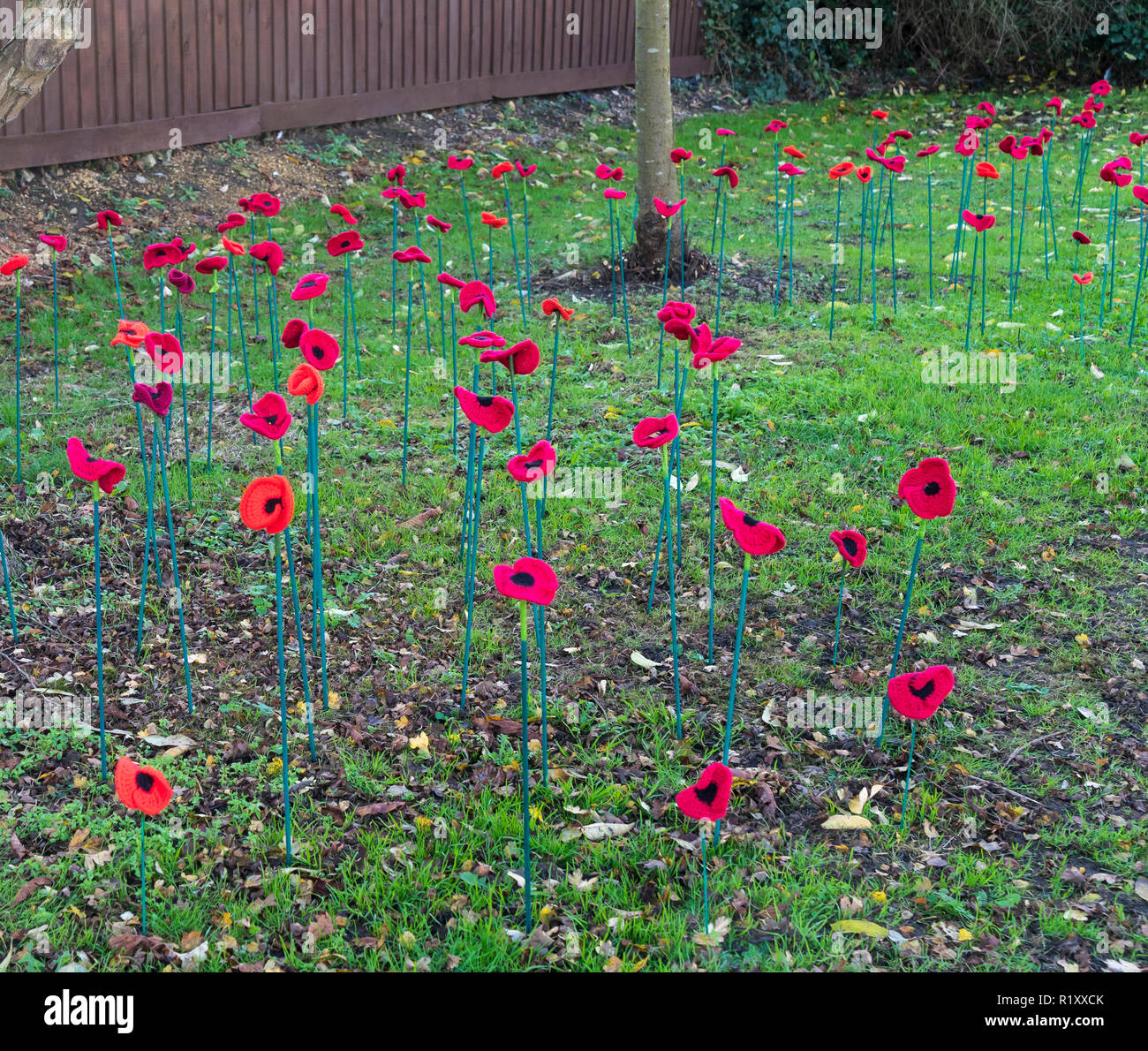 Gestrickte Mohnblumen auf Stöcken im Boden in der Nähe von Milton war Memorial 13/11/2018 Stockfoto